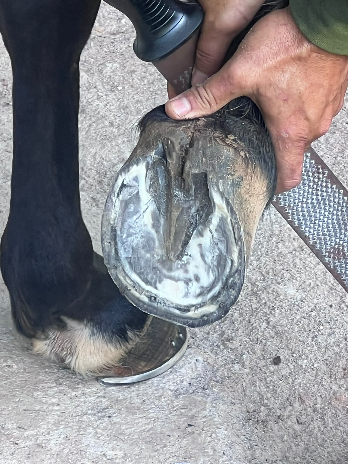 Avaliação da sola do casco durante o casqueamento