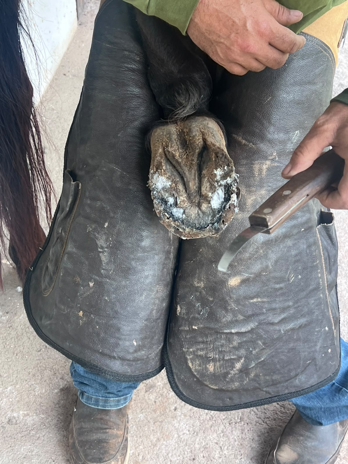 Limpeza e nivelamento técnico do casco durante o ferrageamento