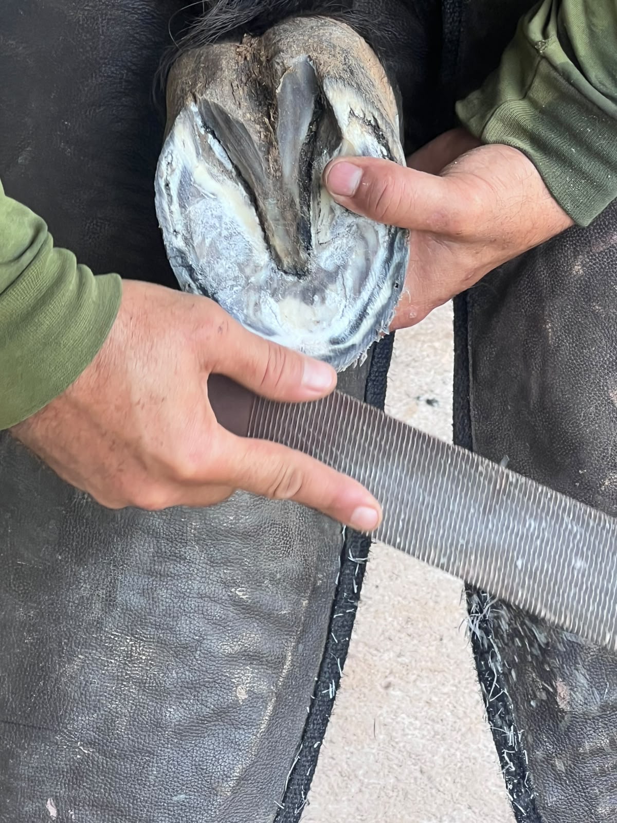 Avaliação da sola do casco durante o trabalho de ferrageamento